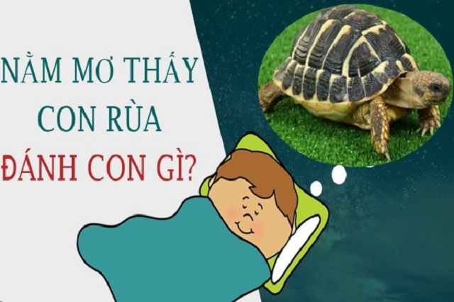 Bật mí mơ thấy rùa đánh con gì thì thắng đề